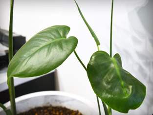 観葉植物②