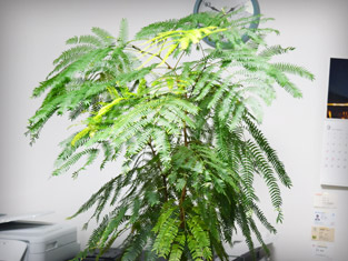 観葉植物③